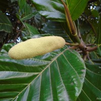 Artocarpus nobilis Thwaites